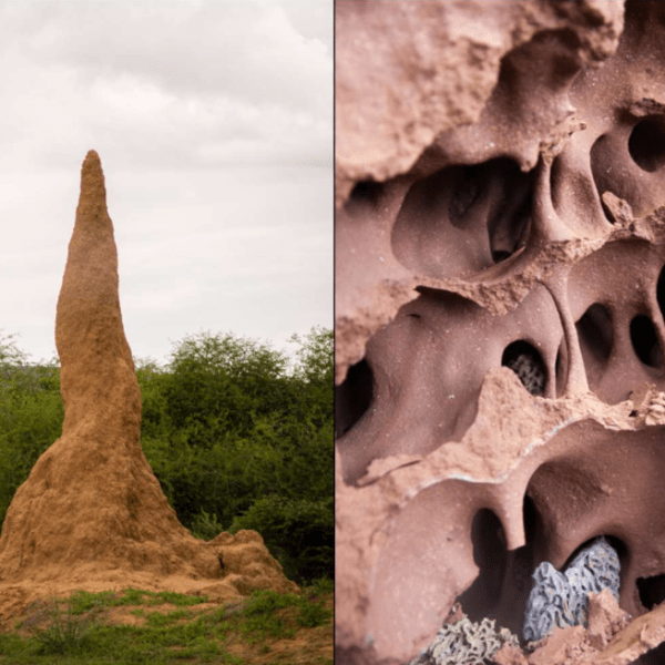 🐝  🐜  🦋 The Secret Internet of&nbsp;Insects